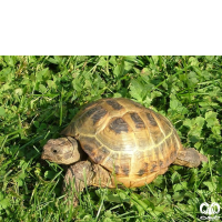 گونه لاکپشت آسیایی Russian Turtle